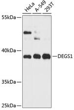 DEGS1 Polyclonal Antibody