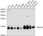 NDUFS5 Antibody in Western Blot (WB)