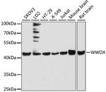 WWOX Polyclonal Antibody