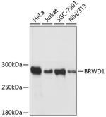 BRWD1 Polyclonal Antibody