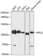 HELQ Polyclonal Antibody