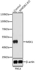 MEK1 Antibody in Western Blot (WB)