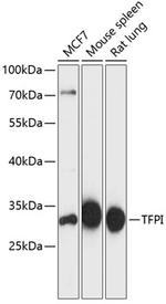 TFPI Polyclonal Antibody