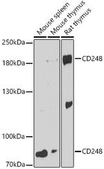 CD248 Polyclonal Antibody