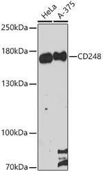 CD248 Antibody in Western Blot (WB)
