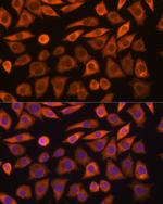 GUCY1A3 Polyclonal Antibody