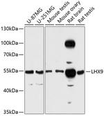LHX9 Polyclonal Antibody