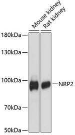 Neuropilin 2 Antibody in Western Blot (WB)