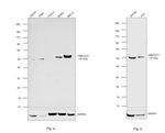 HNF6 Antibody in Western Blot (WB)