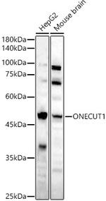 HNF6 Antibody in Western Blot (WB)