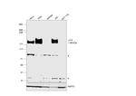 LIFR Polyclonal Antibody