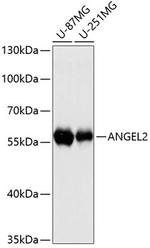 ANGEL2 Polyclonal Antibody