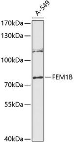 F1A alpha Polyclonal Antibody