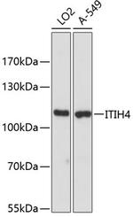 ITIH4 Polyclonal Antibody