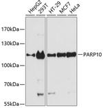 PARP10 Polyclonal Antibody