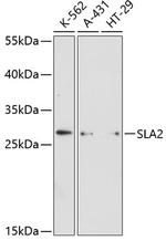 SLA2 Polyclonal Antibody