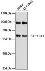 SLC19A1 Polyclonal Antibody