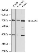 SLC44A3 Polyclonal Antibody