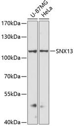 SNX13 Antibody in Western Blot (WB)