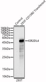 KIR2DL4 Polyclonal Antibody