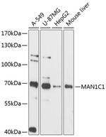 MAN1C1 Polyclonal Antibody