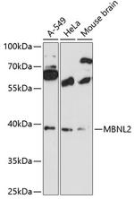 MBNL2 Polyclonal Antibody
