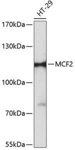 MCF2 Polyclonal Antibody