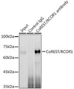 RCOR1 Antibody in Immunoprecipitation (IP)