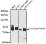 RCOR1 Polyclonal Antibody
