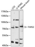 TARS2 Polyclonal Antibody