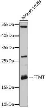 FTMT Polyclonal Antibody