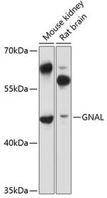 GNAL Antibody in Western Blot (WB)