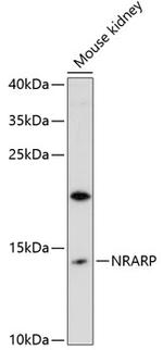 NRARP Polyclonal Antibody