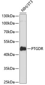 CRTH2 Polyclonal Antibody