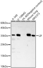 LIF Polyclonal Antibody