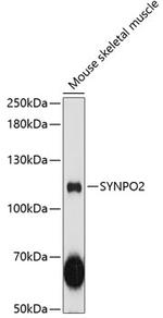 SYNPO2 Polyclonal Antibody