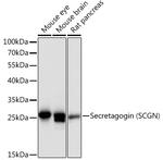SCGN Antibody in Western Blot (WB)