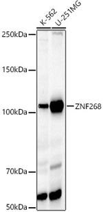 ZNF268 Polyclonal Antibody
