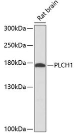 PLCH1 Polyclonal Antibody