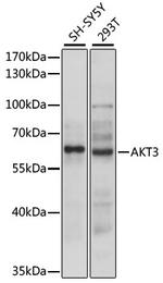 AKT3 Polyclonal Antibody
