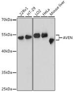 AVEN Polyclonal Antibody