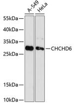 CHCHD6 Polyclonal Antibody