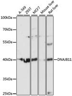 DNAJB11 Antibody in Western Blot (WB)