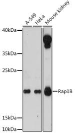 RAP1B Antibody in Western Blot (WB)