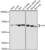 YY1 Polyclonal Antibody