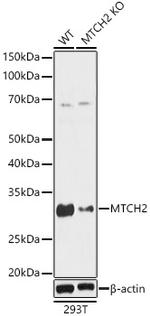MTCH2 Antibody in Western Blot (WB)