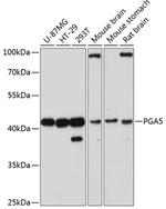 PGA5 Polyclonal Antibody
