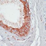 PGK2 Antibody in Immunohistochemistry (Paraffin) (IHC (P))