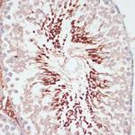 PGK2 Antibody in Immunohistochemistry (Paraffin) (IHC (P))