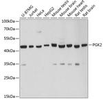 PGK2 Antibody in Western Blot (WB)